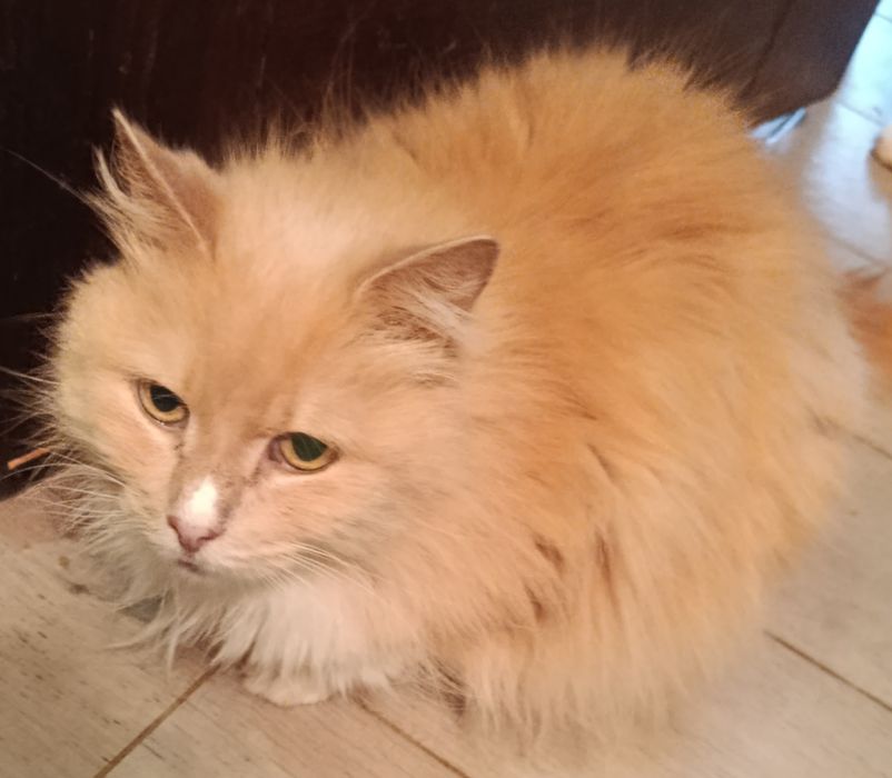 Кішечка .стерилізована