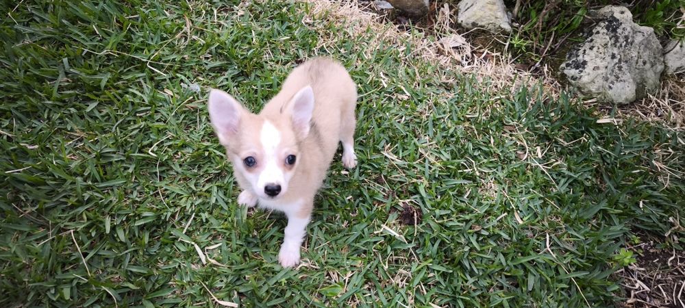 Chihuahua miniatura disponível para entrega imediata existe a po