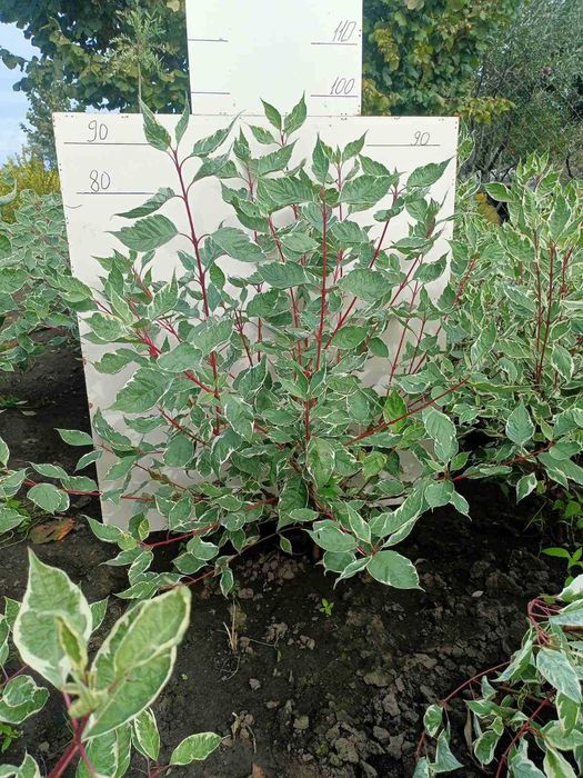 Туї, ялівець, дерен, бірючина, хакуро нішікі