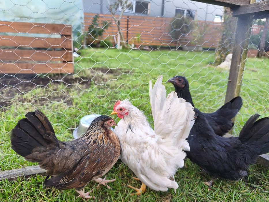 Młode Kury liliput/ kogut liliput sułtan