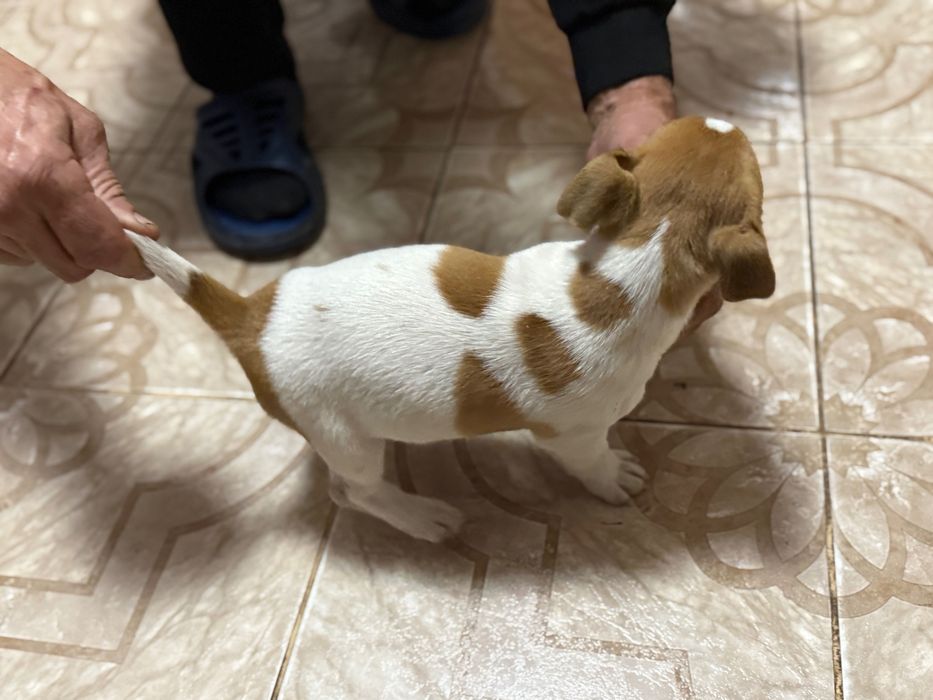 Щеня Джек Рассел