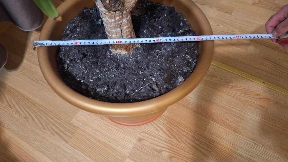 Кімнатна квітка пальма юка