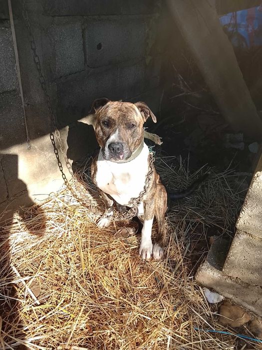 Adoção amarican bull