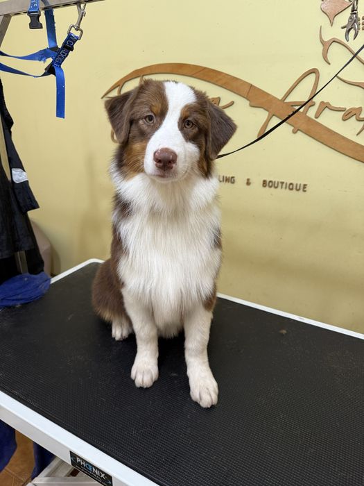 Pastor australiano com lop