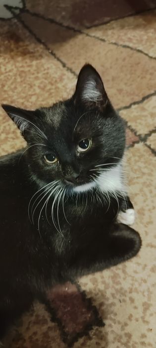 Oddam kotki w dobre ręce