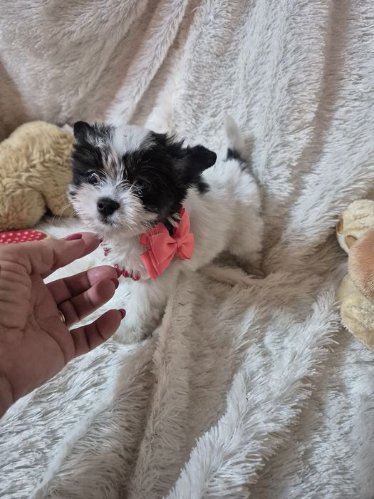 Biewer Terrier Fêmea Criadora Registada PT3088 FL