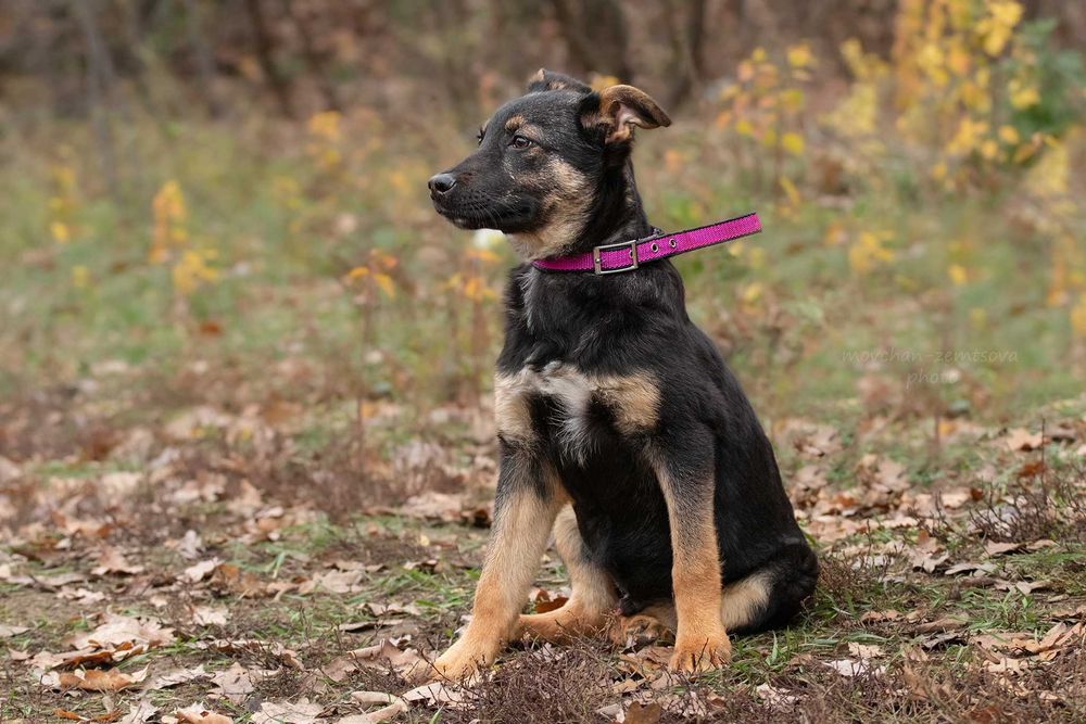 Цуценя хлопчик шукає родину