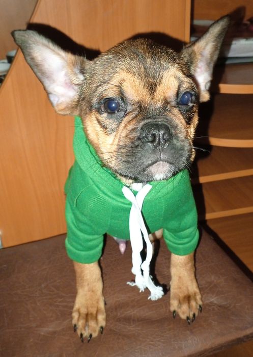 Французькі бульдожки