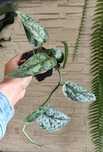 Scindapsus silver lady