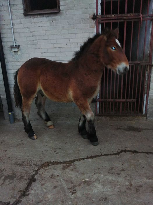 Sprzedam klacz z ogierkiem 6 miesięcy