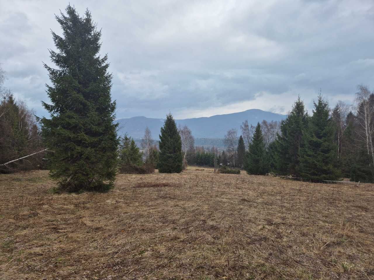 oddam za darmo zrębki, trociny