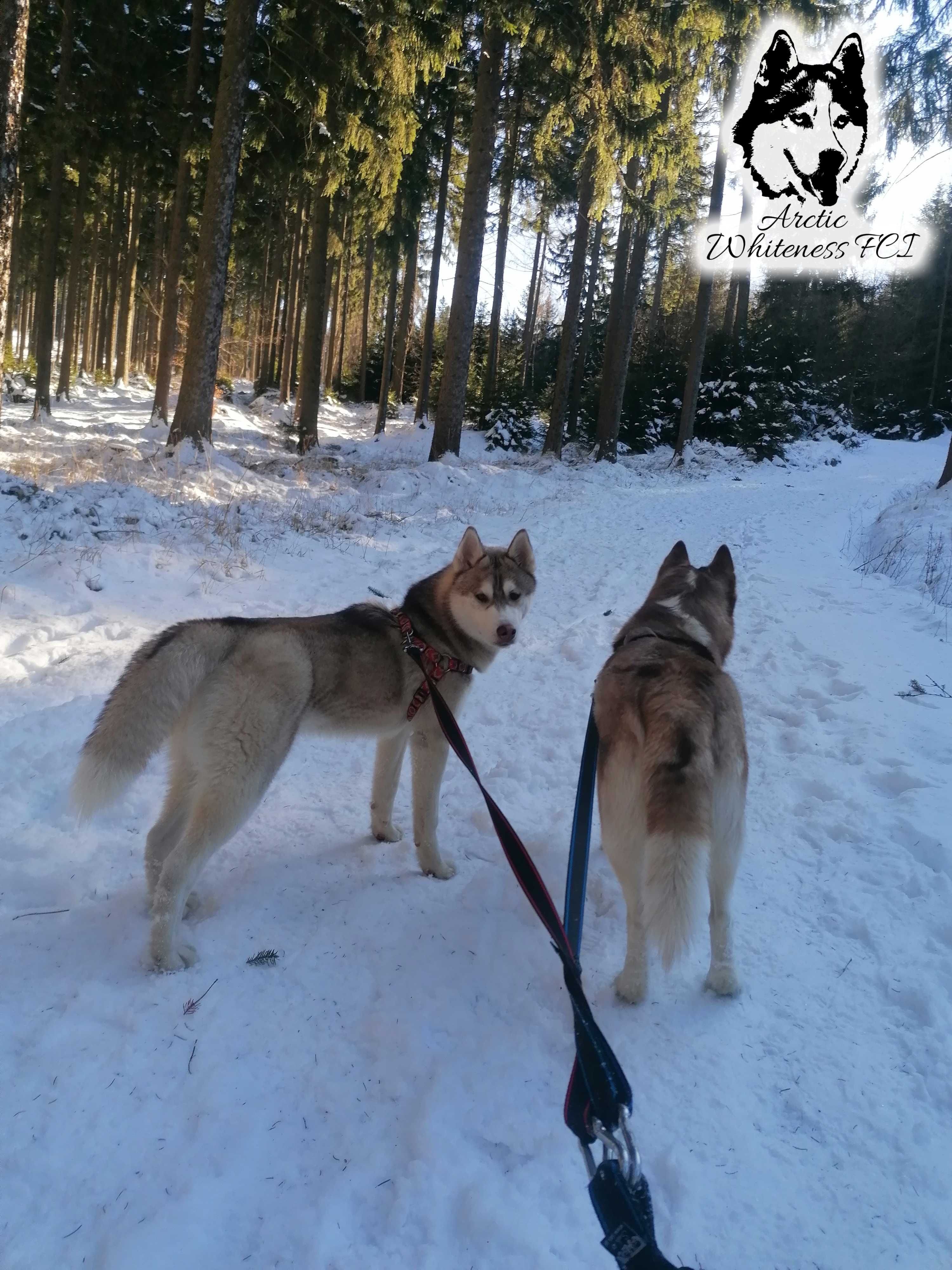 Siberian Husky 2 letni samiec  z rodowodem ZKwP/FCI