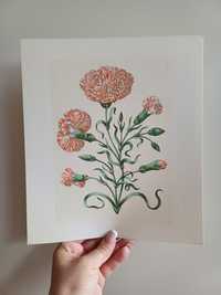 Goździki kwiaty obrazek ilustracja botanical Maria Sibylla Merian vint