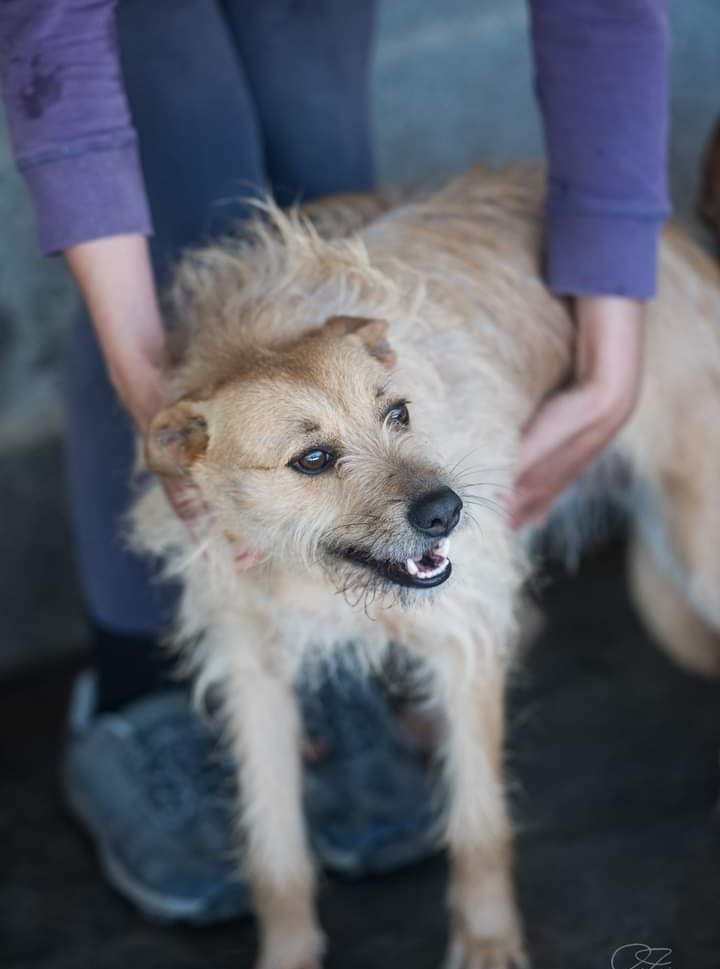 Francisca- Cachorra de porte médio para adoção