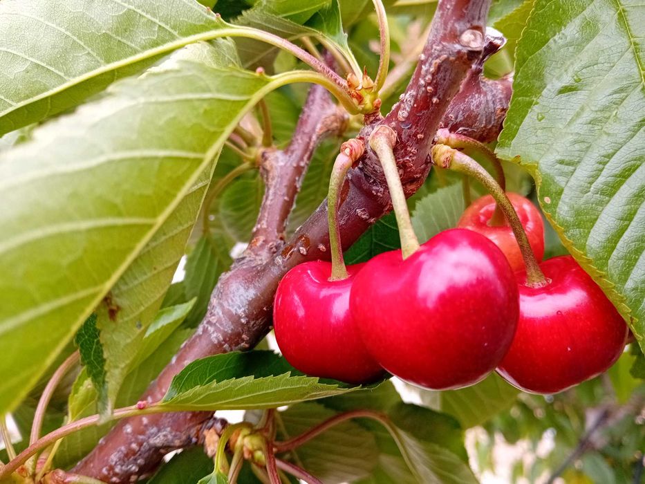Cereja de Armamar rija de alta qualidade