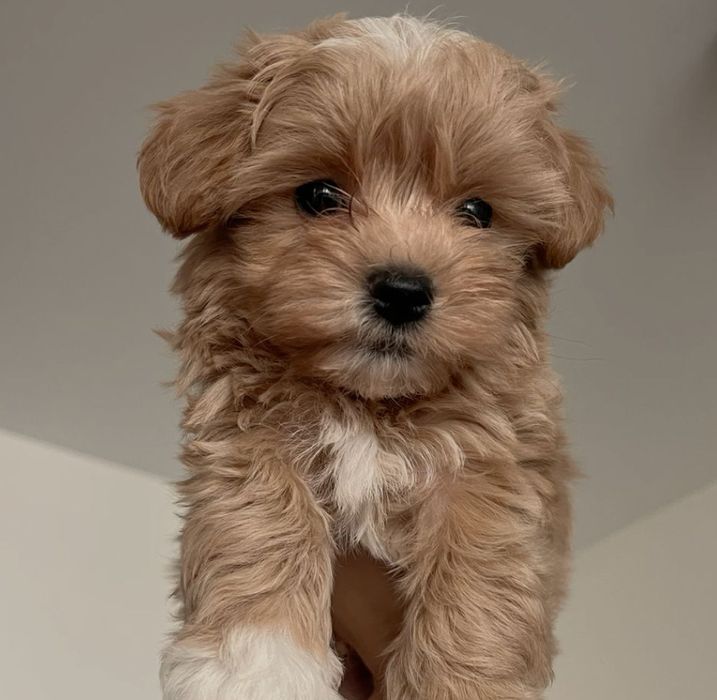 Мальтипу premium mini