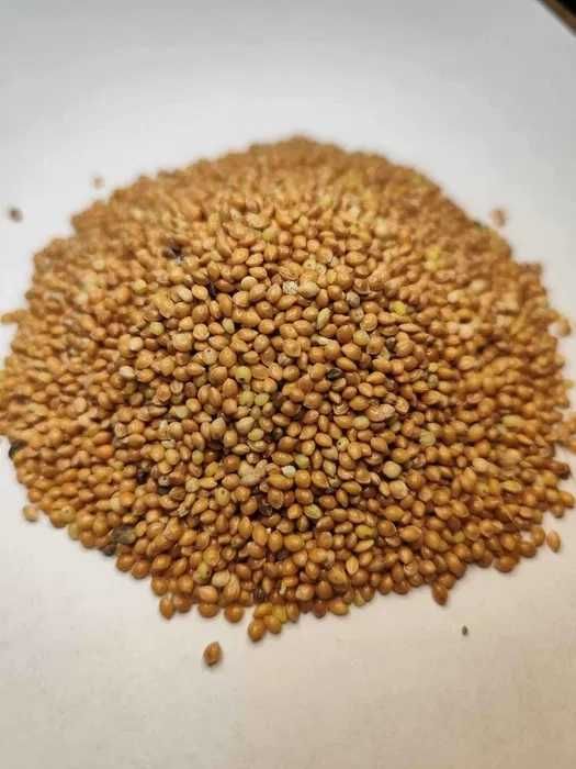 worek prosa dla ptaków 20 kg i gratis