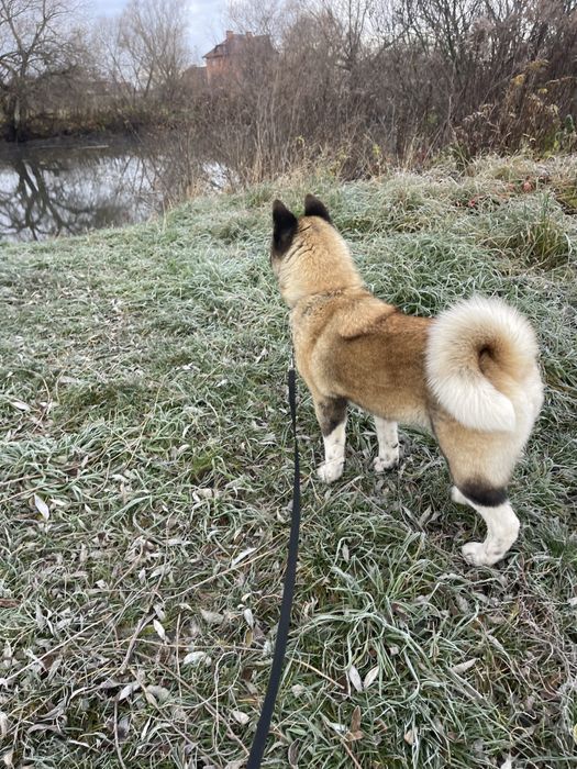 Амереканська Акіта! Дівчинка 1р.9м. КСУ