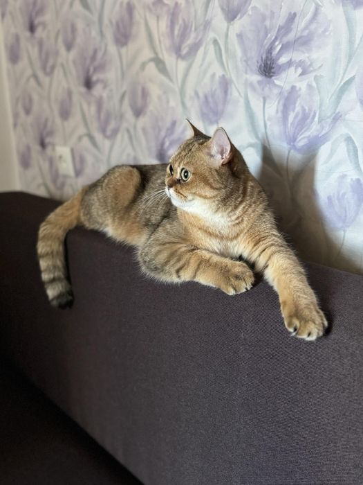 Віддамо котика Британський прямовухий