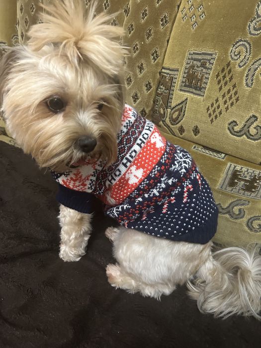 Кофточка для собаки