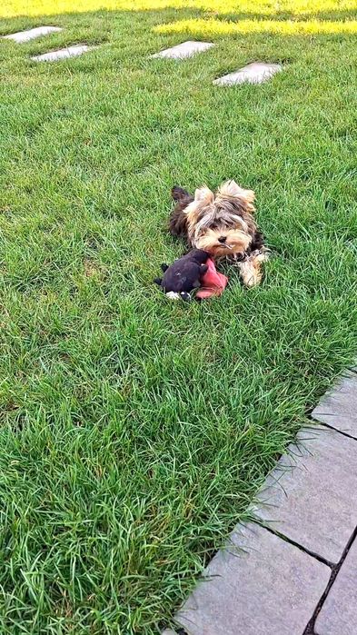 Z PASZPORTEM, mini mini Mikey, maleńki chłopiec Yorkshire terrier