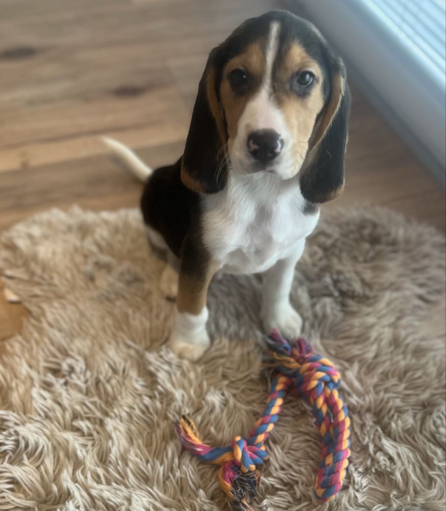Bigiel ( beagle)chłopak gotowy do odbioru