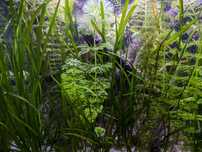 Plantas para aquário