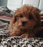 Maltipoo F1 samczyk/Pudel Toy z Dokumentami