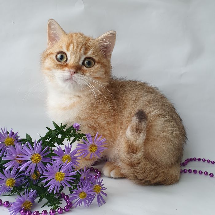 Киев. Британцы котята с зелеными, голубыми глазами в Киеве. Есть выбор