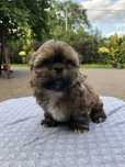 Shih-tzu szczeniaczek