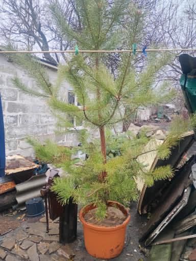 Продам сосну обычную
