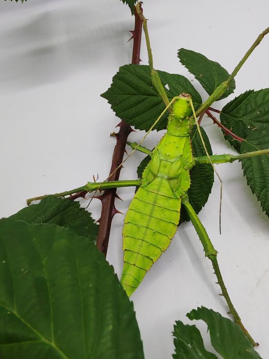 Zestaw pokarmu dla patyczaków