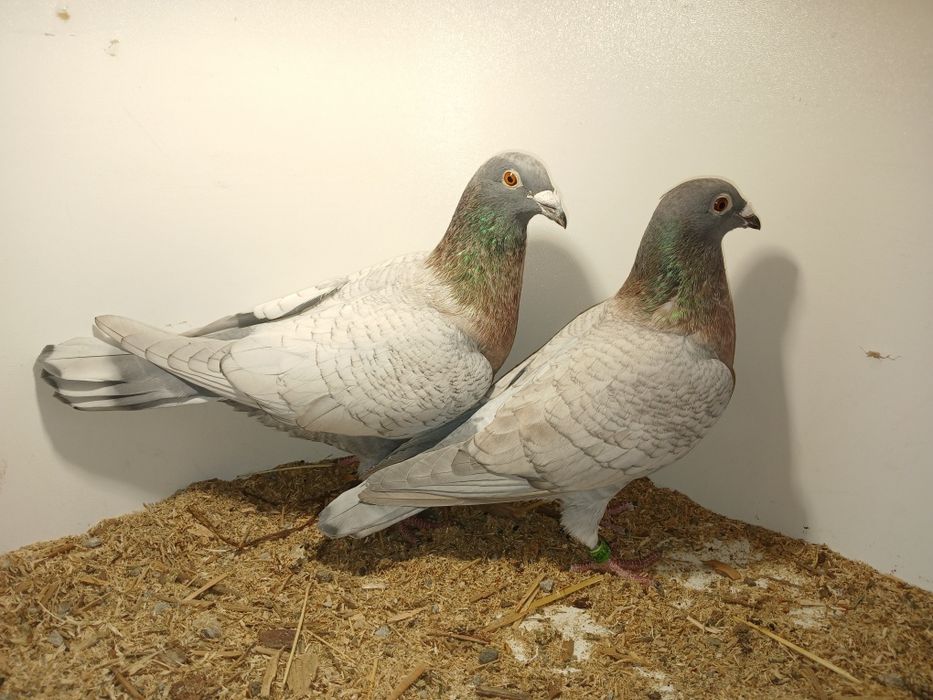 Gołębie pocztowe opal lini Adama Braszko i Pawła Kuźmy