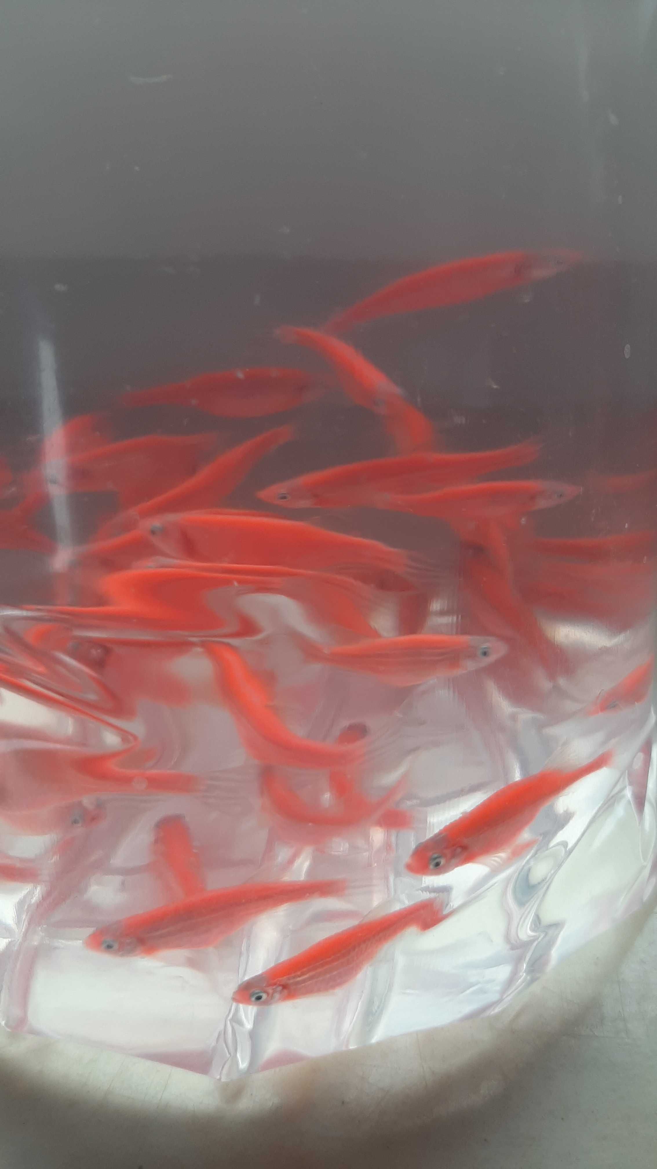 danio pręgowane ( różne kolory)