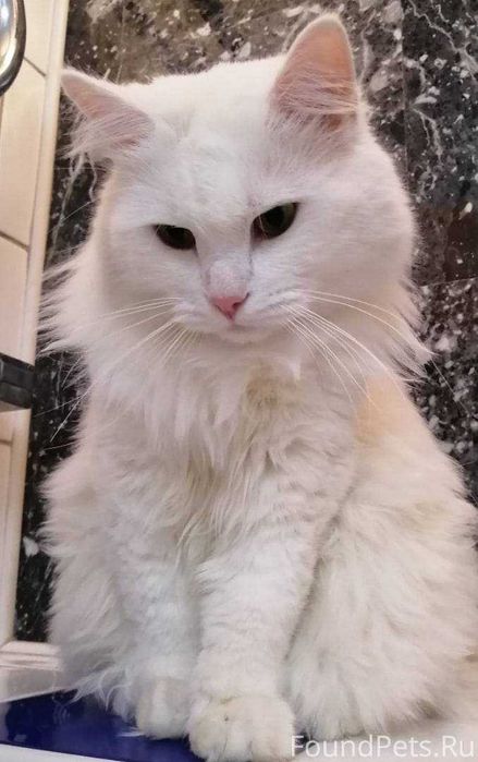 Милий котохлопчик в пошуках родини