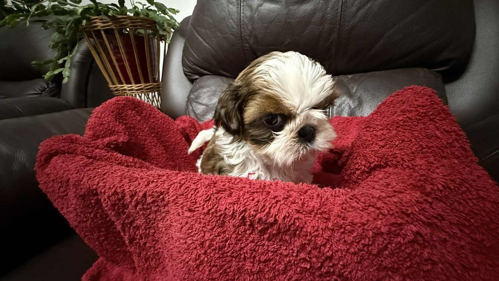 Shih tzu z rodowodem dziewczynka