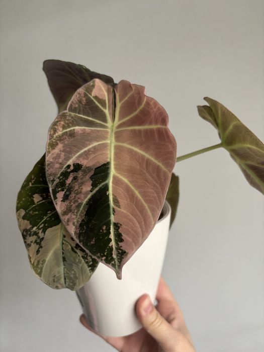 Alocasia Black Velvet Pink- bulwa