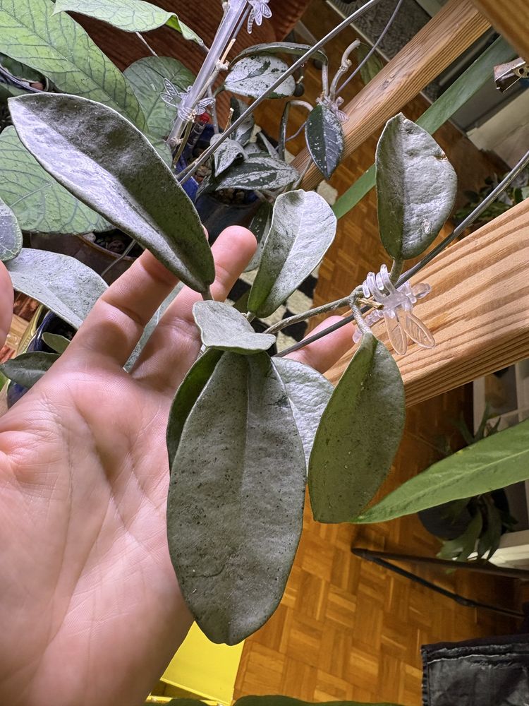 Hoja Carnosa Grey Ghost hoya