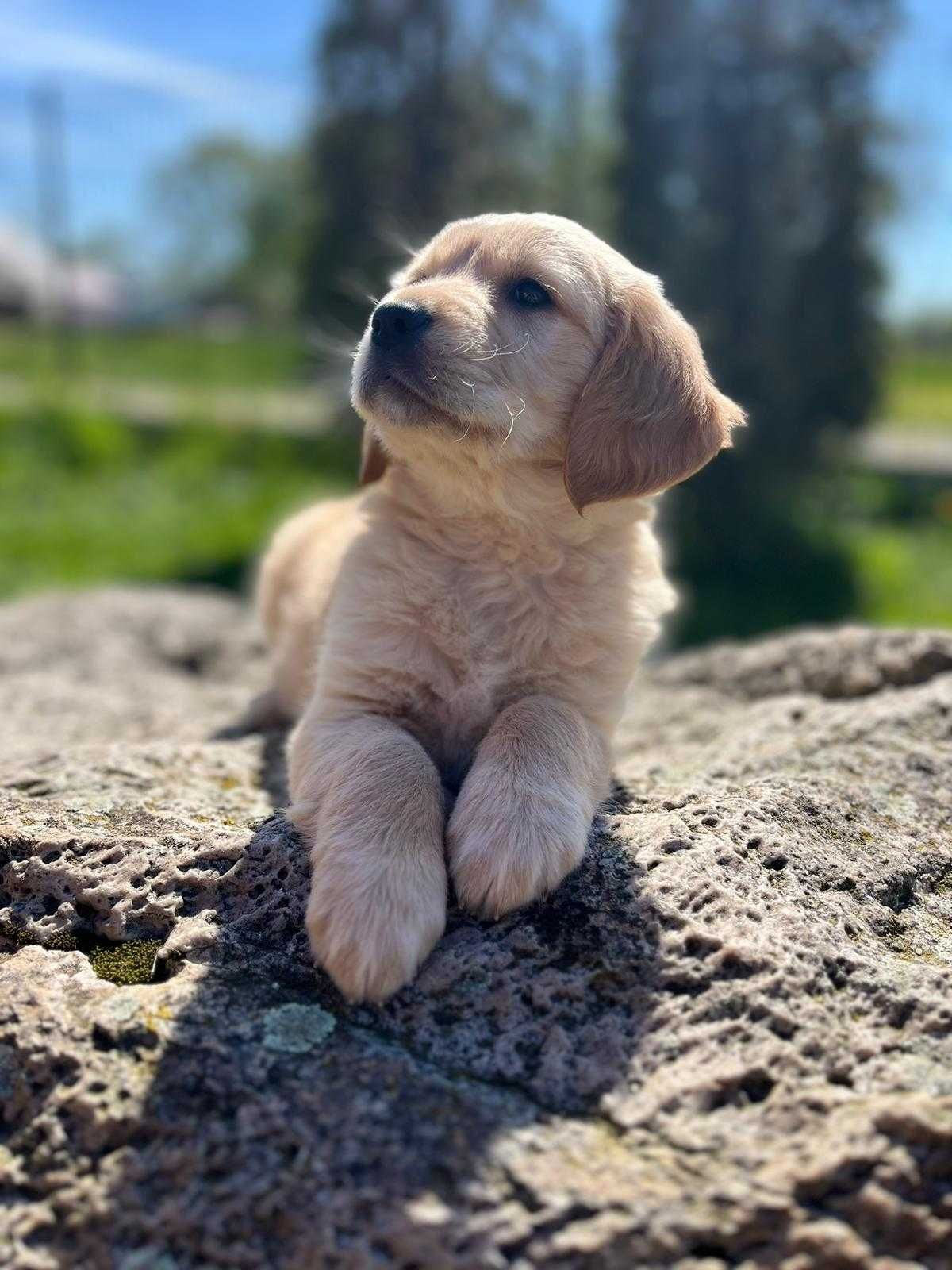 Golden - Golden Retriever- suczka