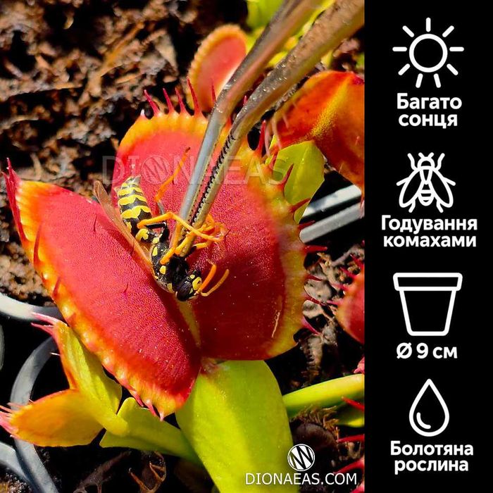 Подарунок Хижа квітка рослина Венерина Мухоловка Купити в Одесі - M