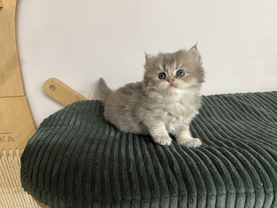 Kot brytyjski kotka FIFe FPL prawdziwy rodowód gwarancja zdrowia