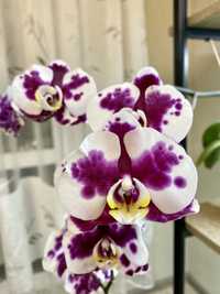 Біла орхідея в фіолетовий крап