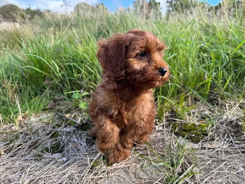 Cavapoo disponível
