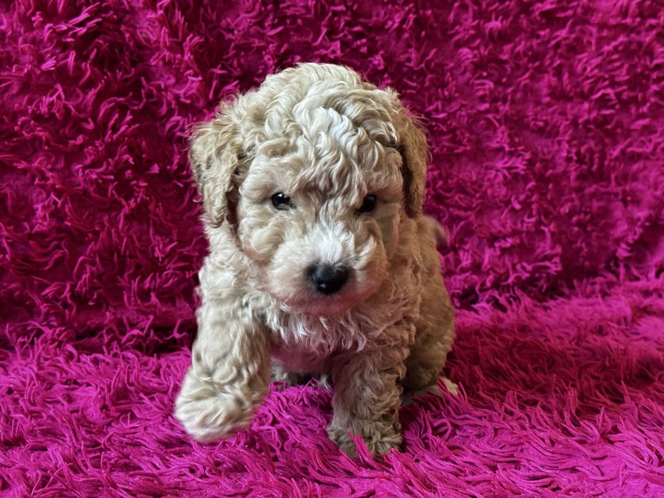 Bichpoo piesek Tofik