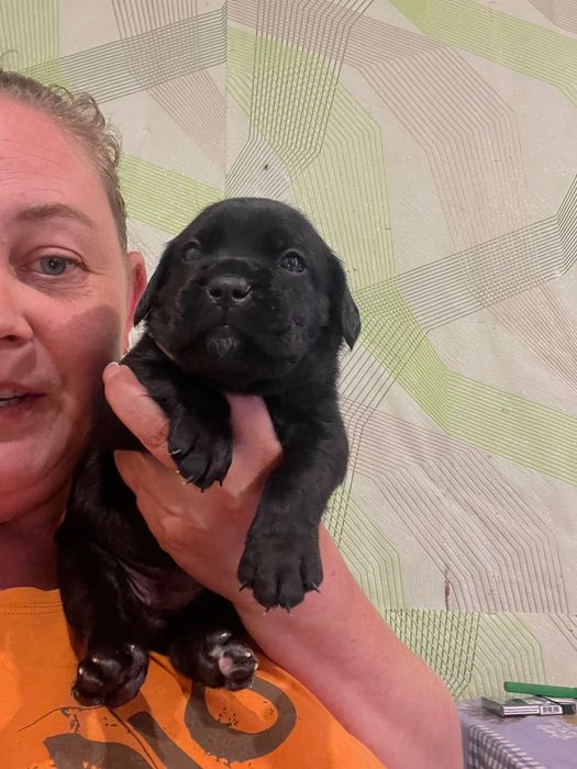 Чернівецька область,місто Сокиряни