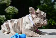Buldog francuski sunia merle AGA