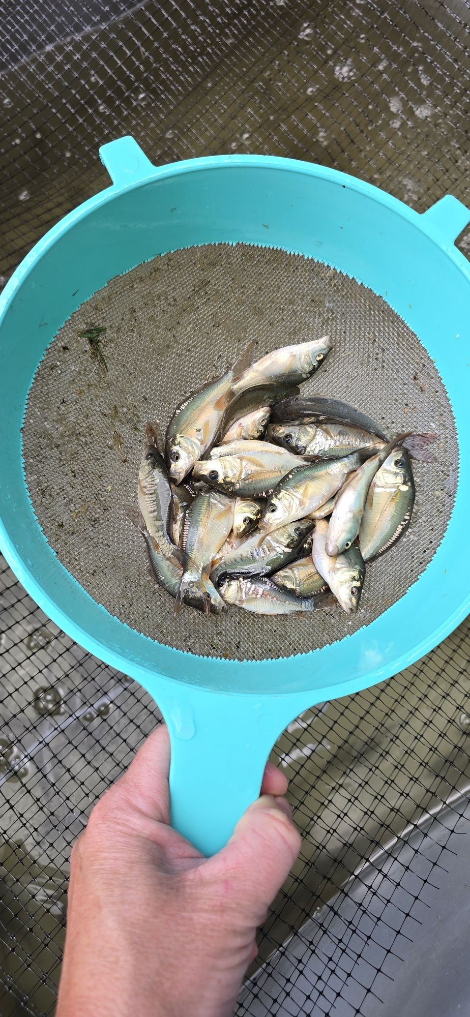 Ryby do stawu, Amur, Karp, Tołpyga, Karaś, Sum, Szczupak