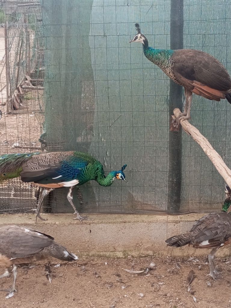 Pavões verdes , produção própria