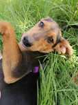 Cachorrinha para adoção responsável