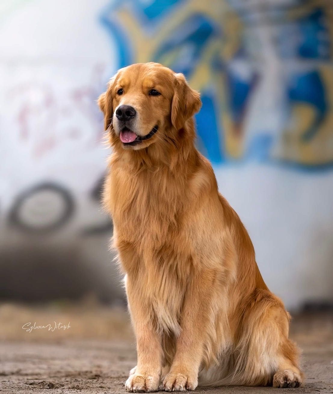 Golden Retriver złota suczka linia amerykańska - tata piesków